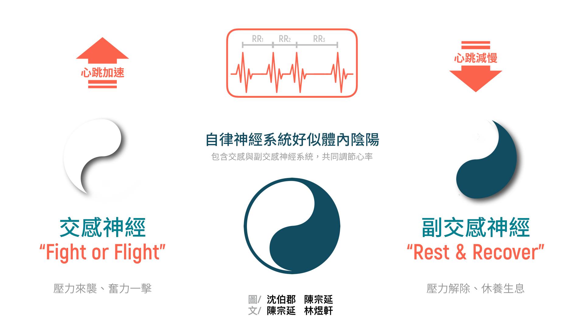 自律神經系統的交感神經和副交感神經,就好像體內的陰陽,隨時都掌管著人體臟器的運作,包含心跳、血壓和呼吸。當人們遇到壓力或威脅,比如被兇狠的野狗追趕,要嘛必須奮力一搏,要嘛必須拔腿就跑,都需要消耗更多能量。這時,交感神經通常會活化,使心跳加快、心臟收縮力增強、血壓升高、呼吸加快加深。另一方面,當人們癱在沙發上休息、放鬆,這時副交感神經則會活化,產生與交感神經完全相反的作用。