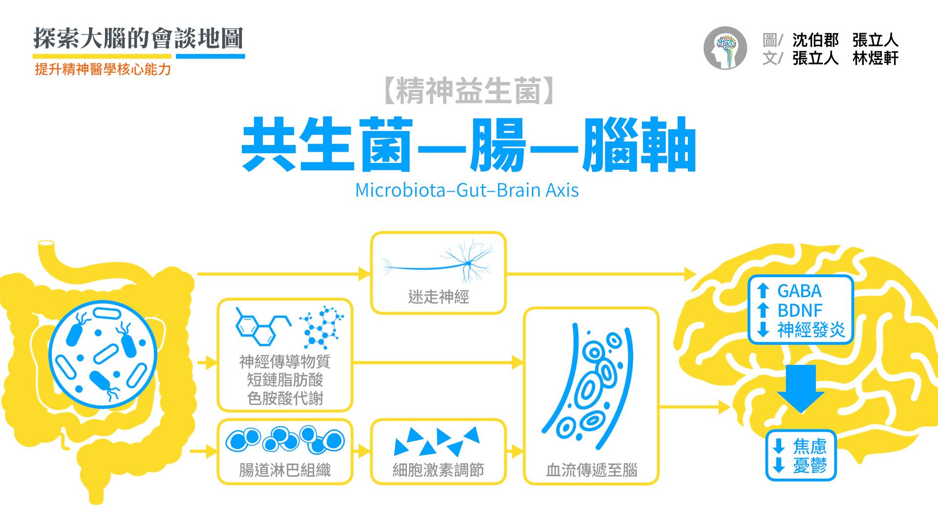 腸道共生菌的存在，和大腦健康有關係嗎？  「共生菌─腸─腦軸」(Microbiota-gut-brain axis)指的是，好的人類腸道共生菌可藉由其代謝產物（短鏈脂肪酸、血清素等神經傳導物質）、調節色胺酸代謝酵素、影響腸道與迷走神經回饋訊號、調控腸道免疫系統以改善過度發炎、提升海馬迴神經傳導物質GABA基因表現、增加腦源神經滋養因子(BDNF)，而能產生抗憂鬱與抗焦慮效果。  Reference: 1. Nature. 2014;515(7526):175-177 2. Nature. 2015;518(7540):S12-15 3. Nature. 2015;526(7573):312-314 4. 張立人，《大腦營養學全書》第7章，〈腸胃功能與腸道共生菌失調造成的影響〉）
